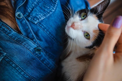 Gato