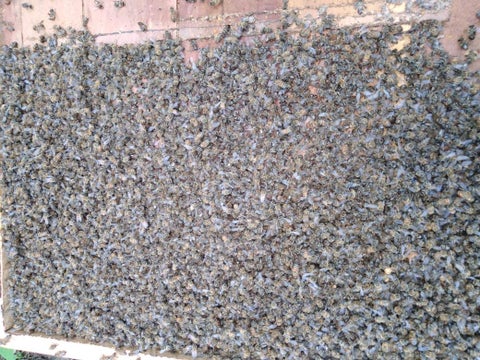 Las colmenas afectadas pueden ser más según las denuncias de los apicultores