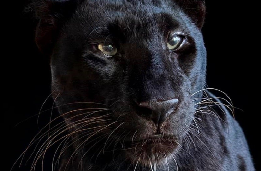Leopardo negro