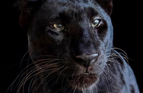 Leopardo negro
