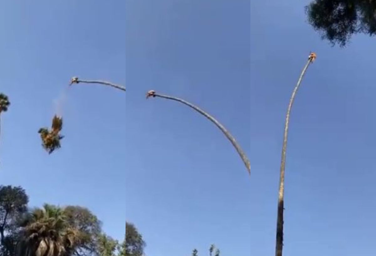 Ciudadano se jugó la vida para podar una palmera