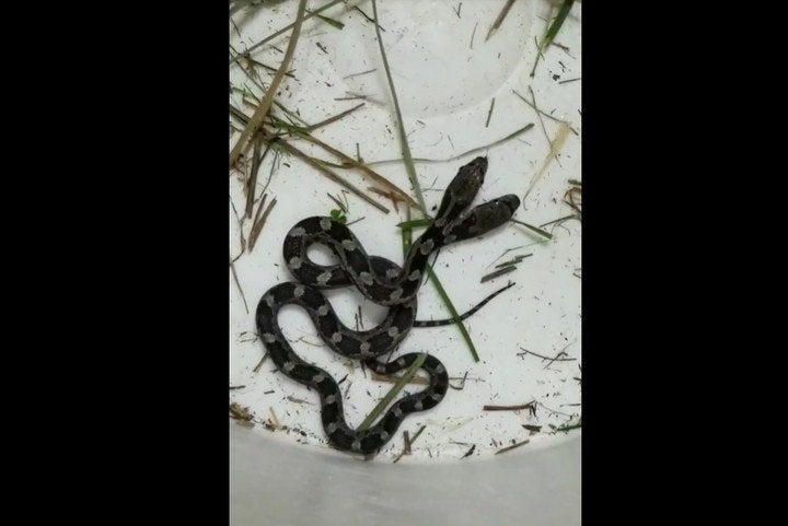 culebra de dos cabezas