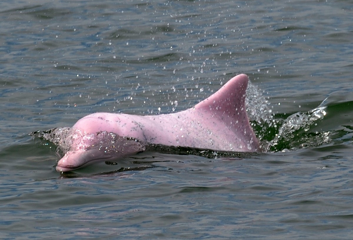 Avistamiento de delfines rosados en Hong Kong