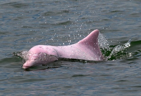 Avistamiento de delfines rosados en Hong Kong