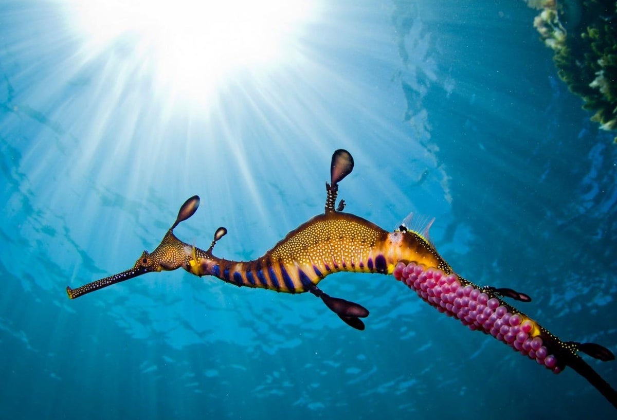 Dragones de mar: Extraño animal que nace por primera vez en Europa