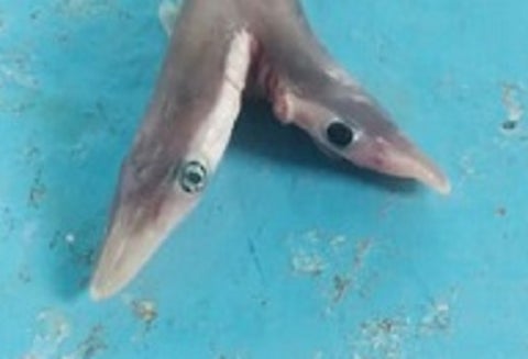 Tiburón de dos cabezas