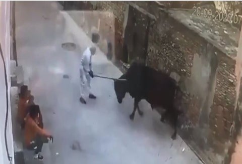 El brutal ataque de un toro a un hombre que le había pegado con un palo