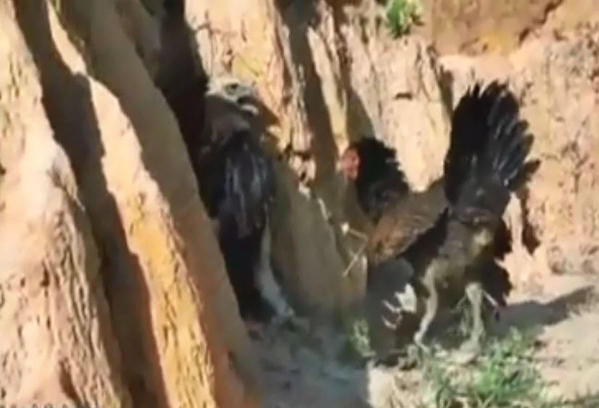 Gallina le ganó una pelea a un águila que intentó comerse a sus crías