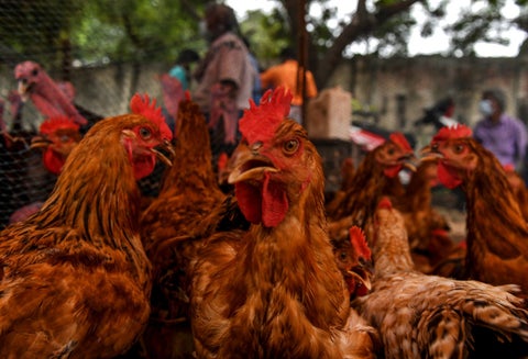 Campesinas aseguran que gallinas ponen más huevos cuando escuchan 'Macta llega'
