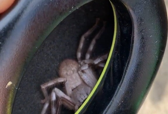 Araña en audífonos