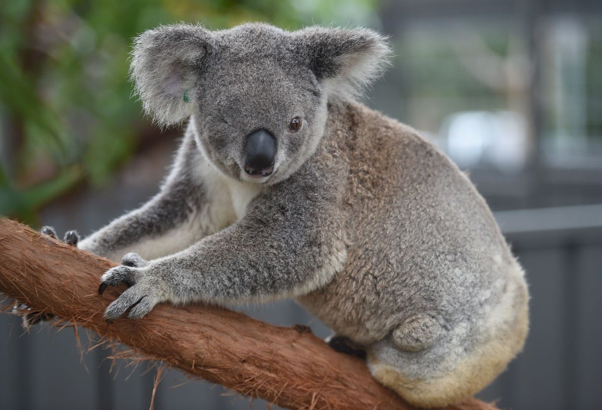Koalas australianos