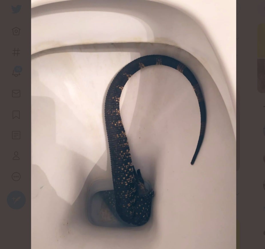 Lagarto en Inodoro