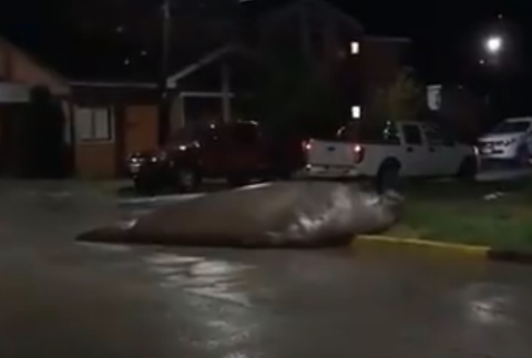 Elefante marino en calles de Chile