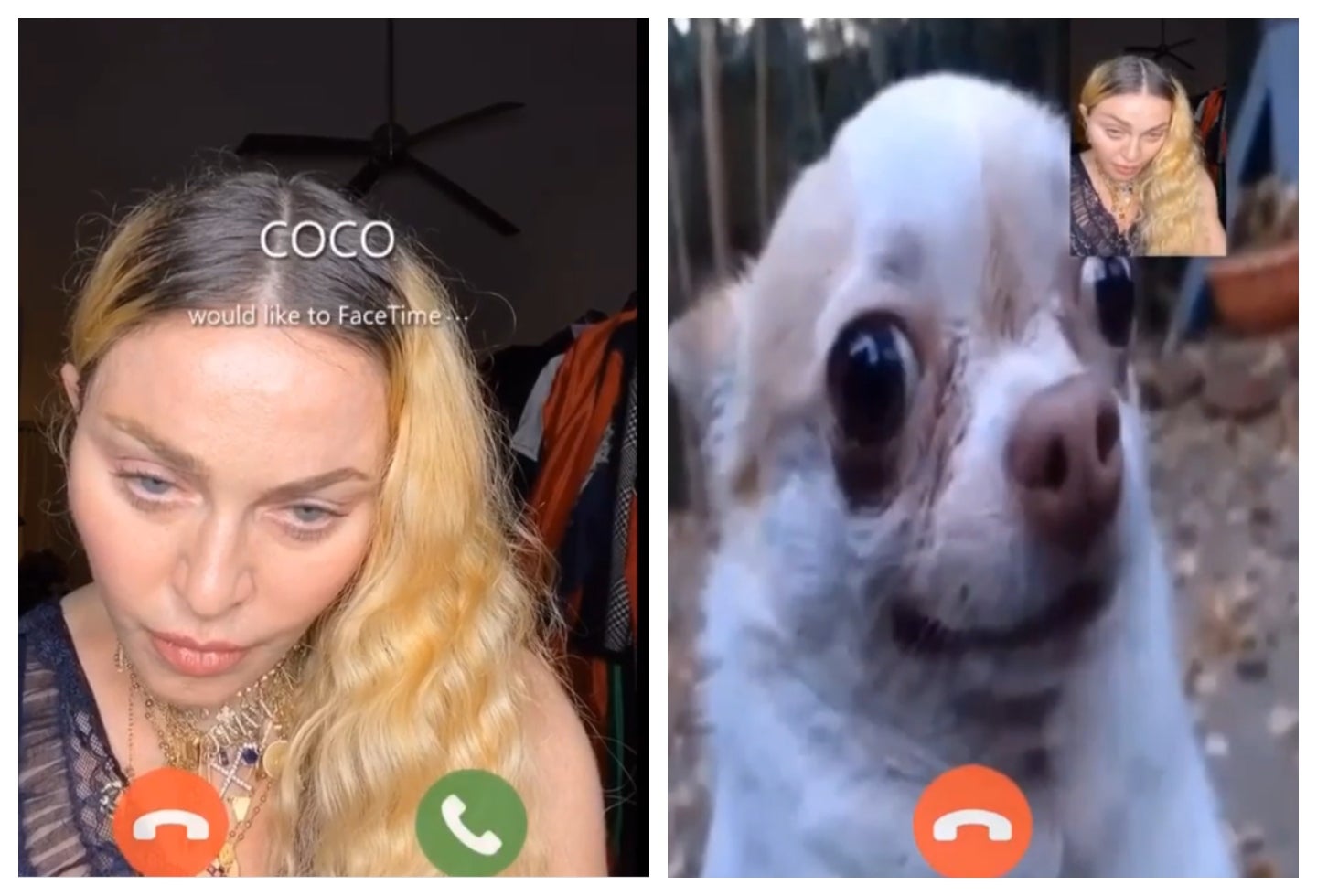 Madonna hace videollamada a perro