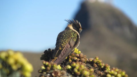 Parque Nacional Natural Los Nevados.