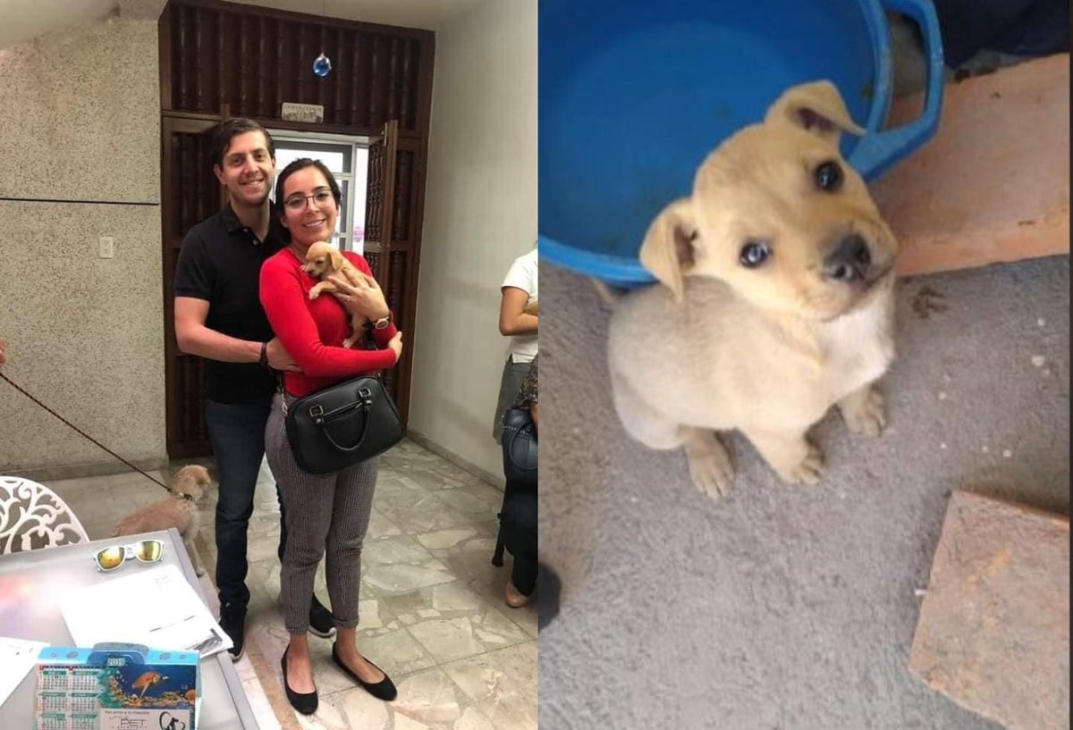 Pareja que adoptaba cachorros se los habría dado de comer a sus serpientes en México