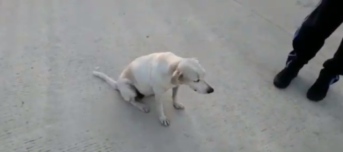 Perritos Sede Sena