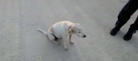 Perritos Sede Sena