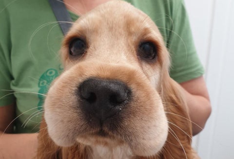 Sonja, la perrita que quiso comerse una abeja