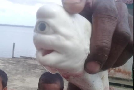 Tiburón albino