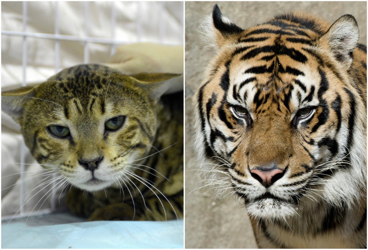 Tigre y Gato