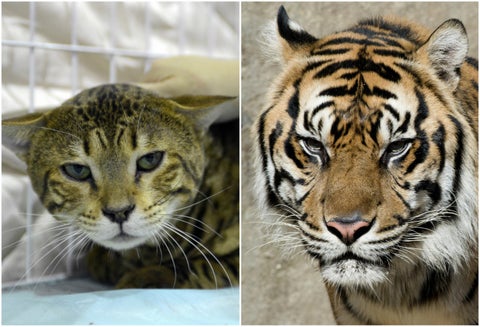 Tigre y Gato