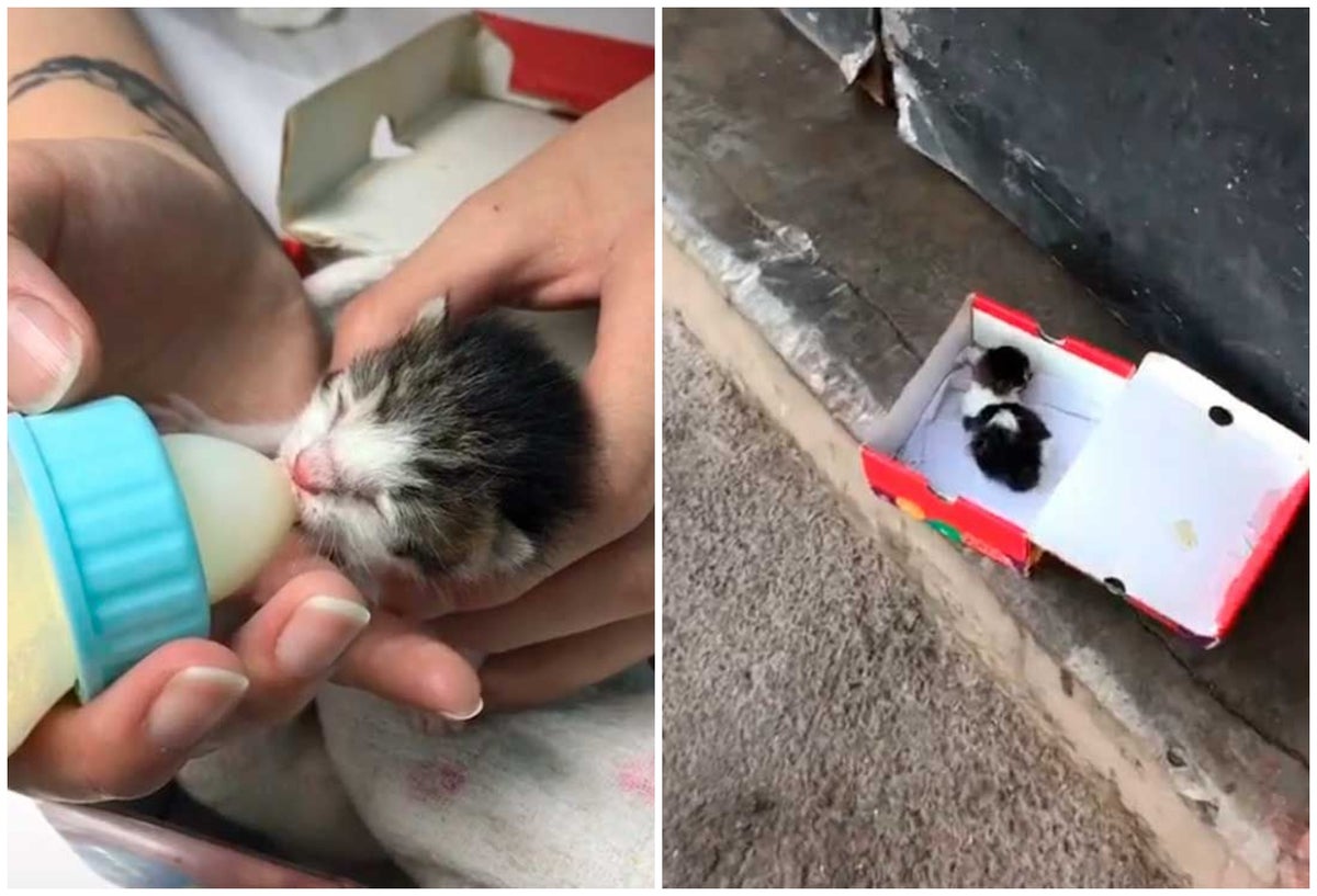 Salvan a gatito calle de Chile y ahora luce impecable