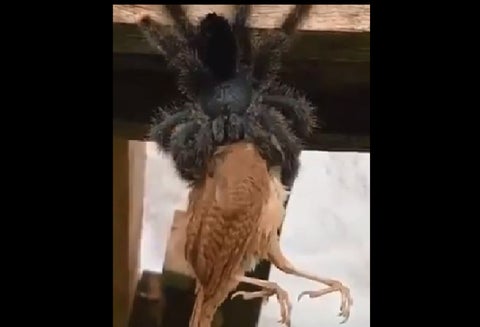 Tarántula gigante se devoró un ave en Australia