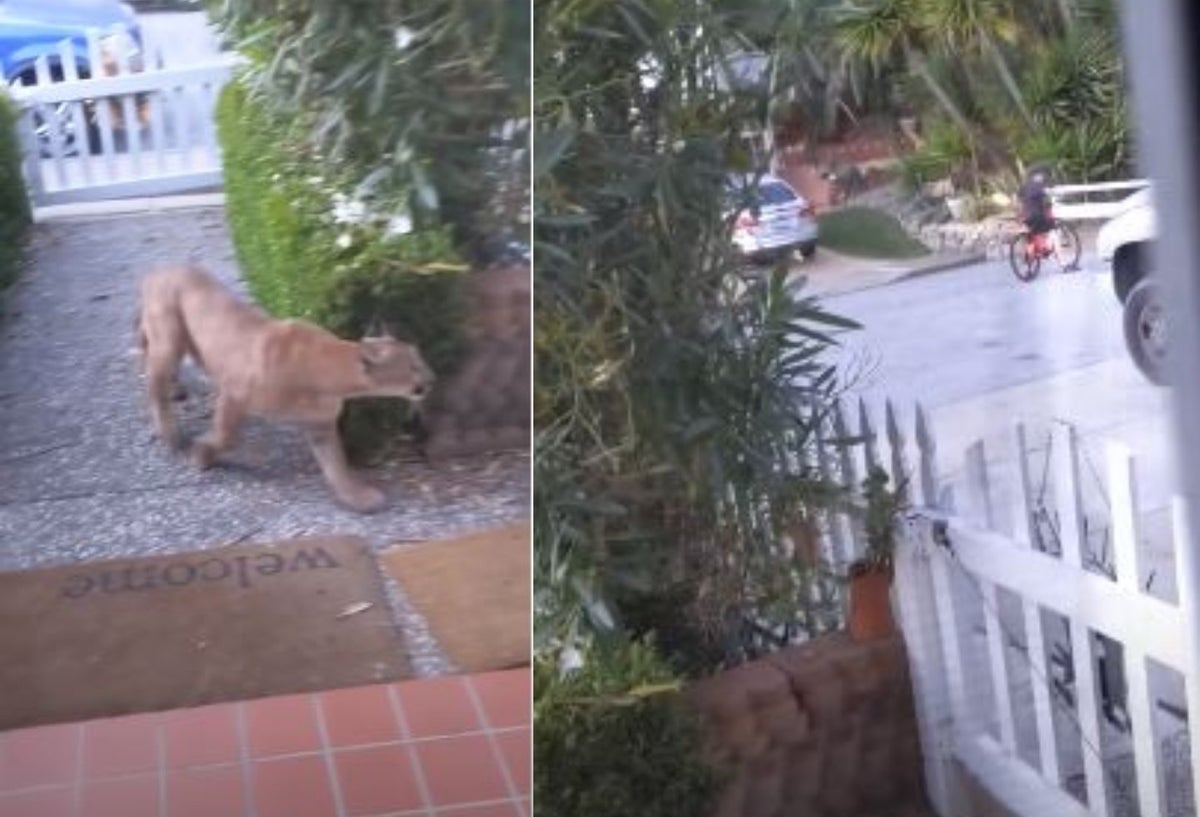 Puma se apareció en una calle y casi ataca a unos niños de California, Estados Unidos.