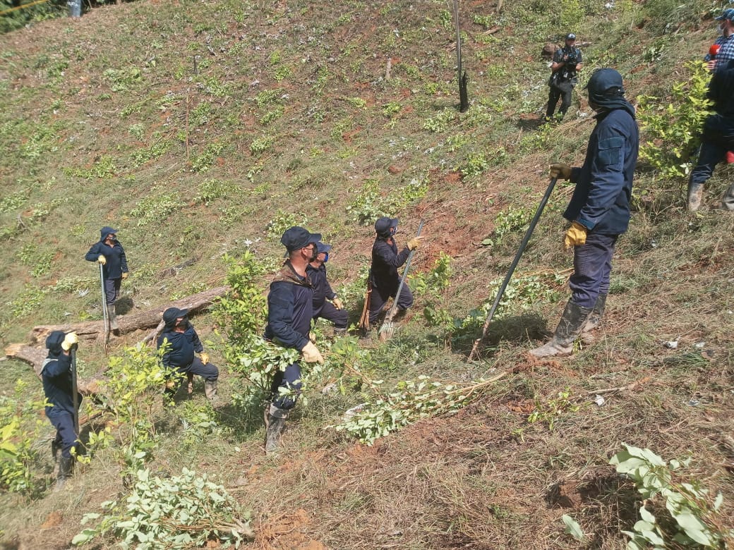 Erradicación de Cultivos de Coca