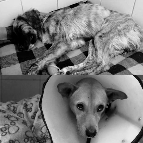 La comunidad exige una respuesta de las autoridades, para evitar nuevos hechos como estos.