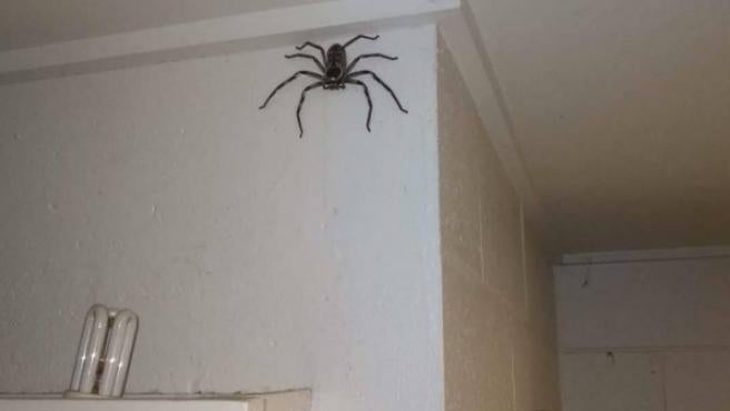 Araña