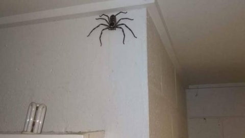 Araña