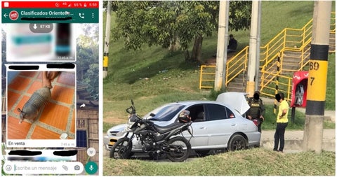 Hombre capturado por intentar vender un armadillo