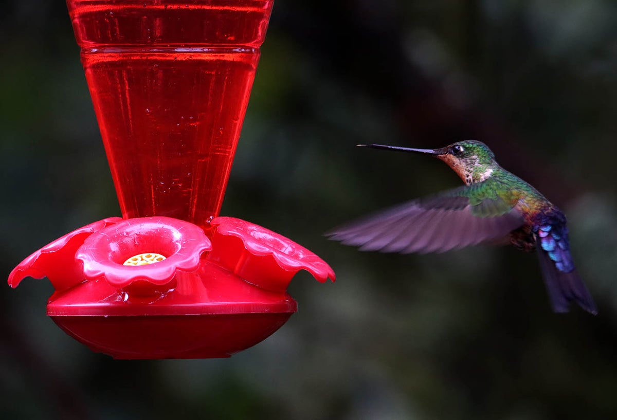 Los Colibrí en Monserrate, - Paramuno