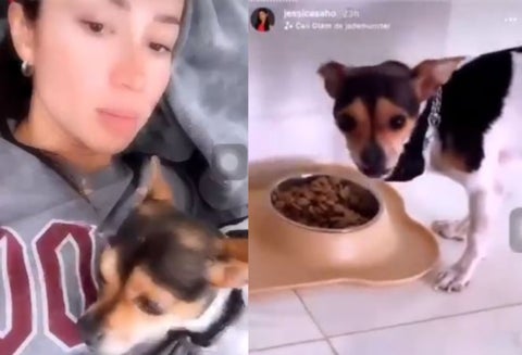 Denuncian a una mujer por electrocutar a su perro para que haga caso