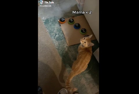 Gato que habla y trata mal a sus dueños en Tik Tok