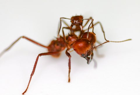 Hormiga cortadora de hojas