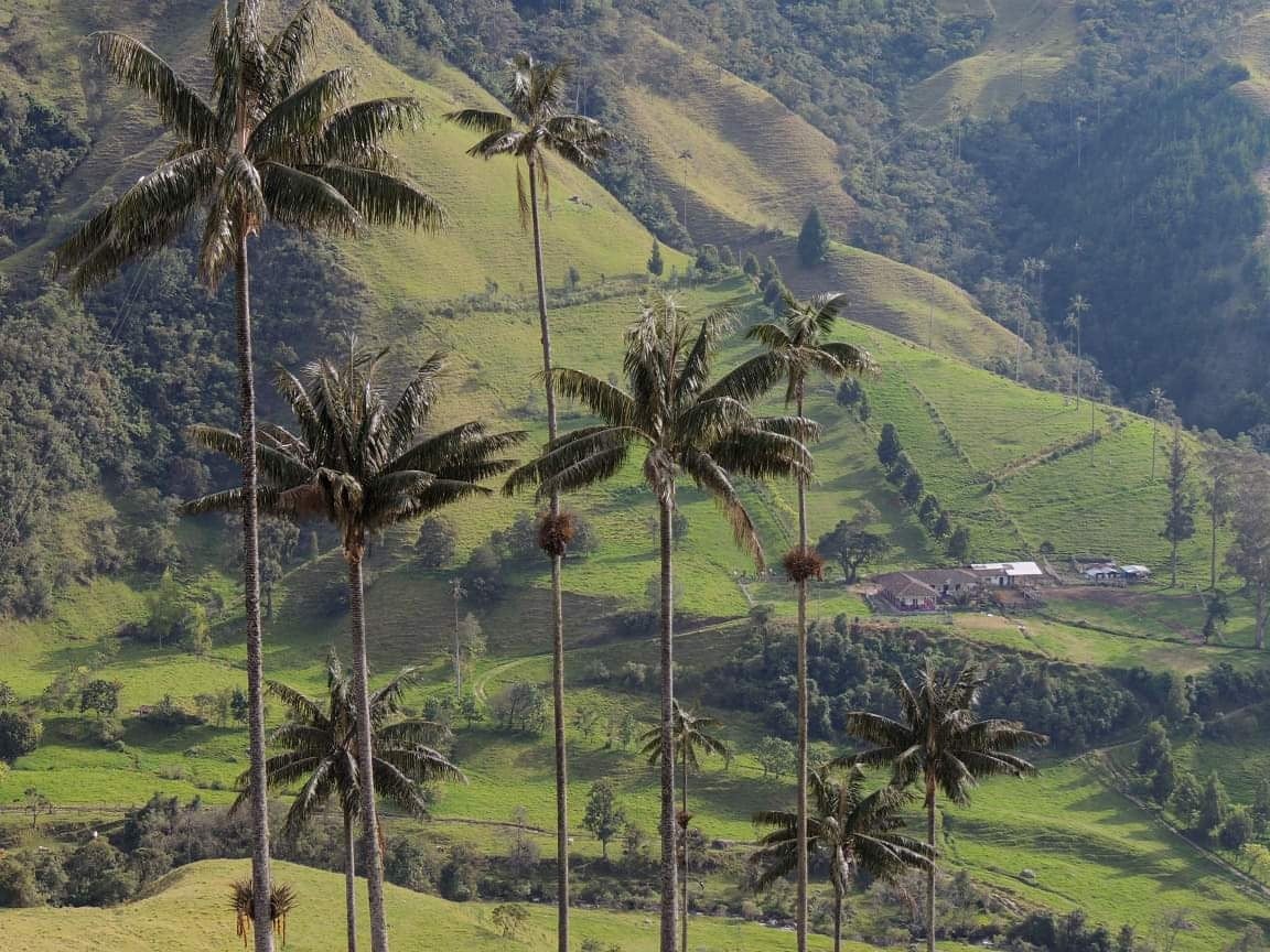 Valle de Cocora - Steven Birding Quindío