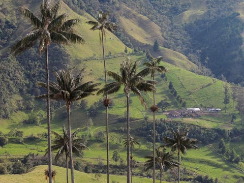Valle de Cocora - Steven Birding Quindío