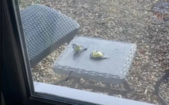 Pájaro herrerillo
