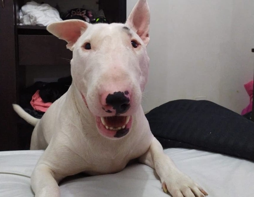 'Apolo', víctima de maltrato animal en Medellín