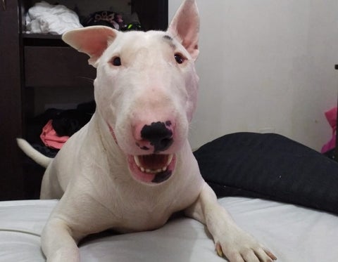'Apolo', víctima de maltrato animal en Medellín
