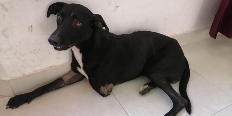 Negro, perrito agredido en Purificación (Tolima).