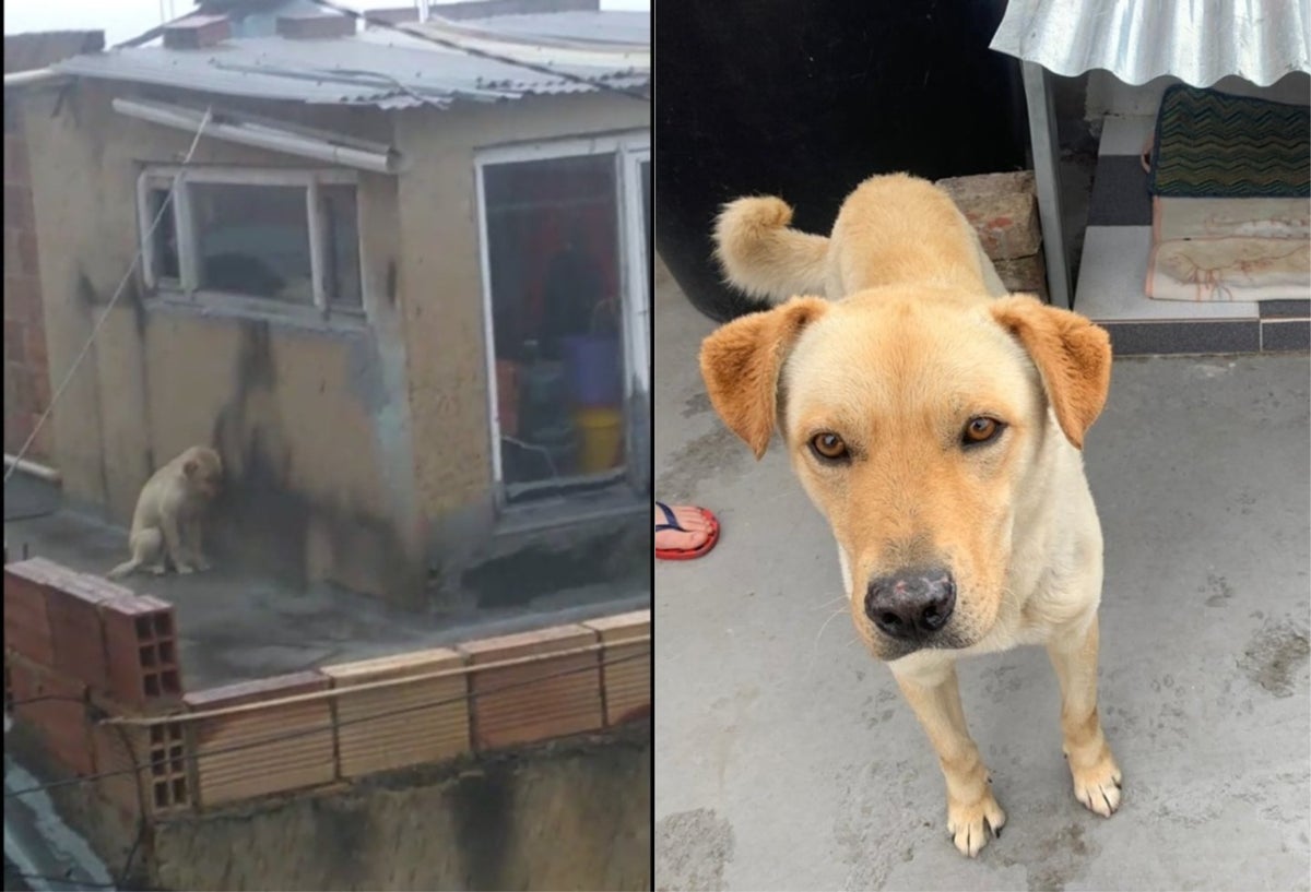 Perro en terraza de casa en Usme
