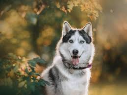 perro