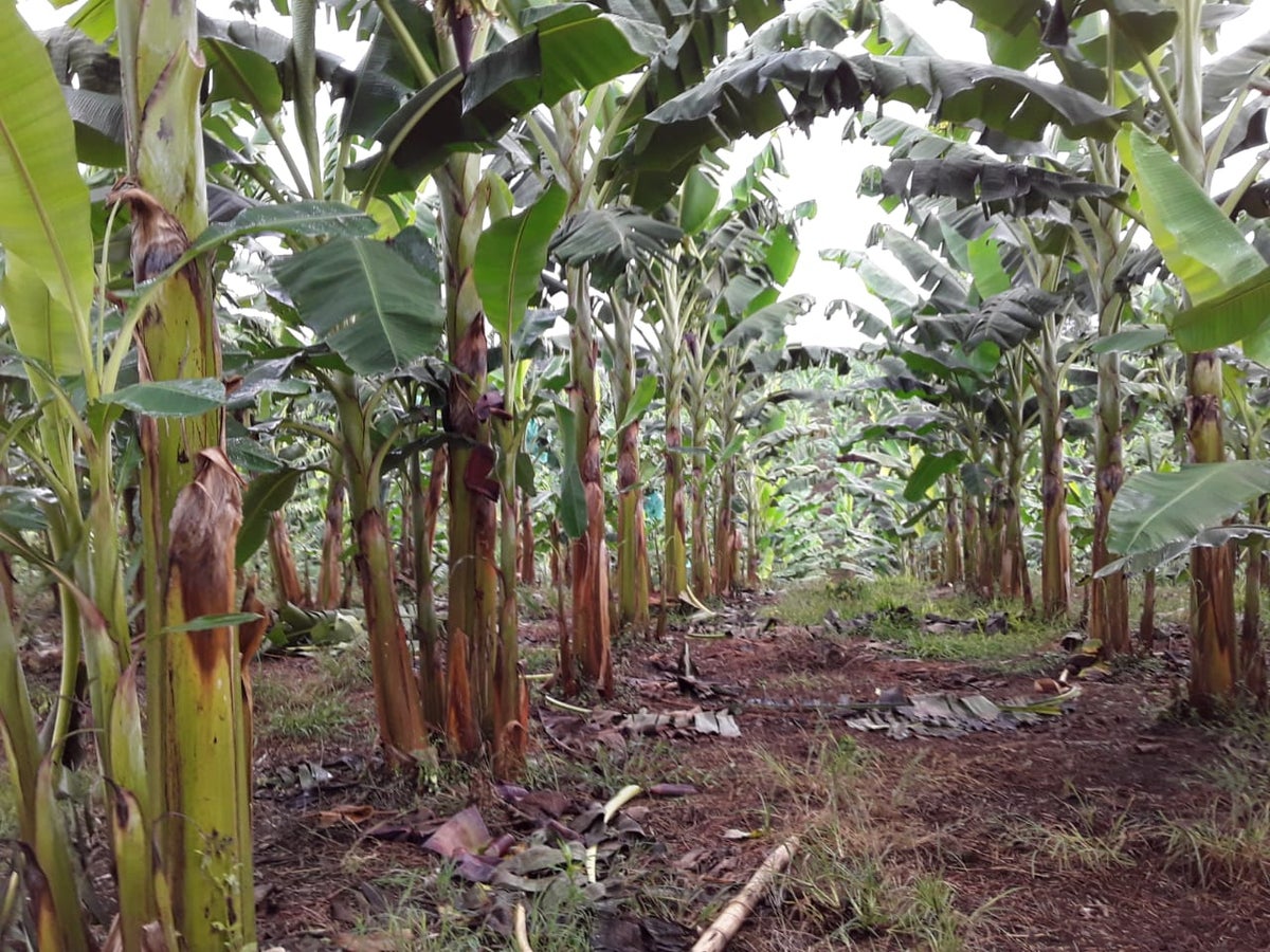 Los líderes productores están buscando los mecanismos para acceder al seguro de cosecha