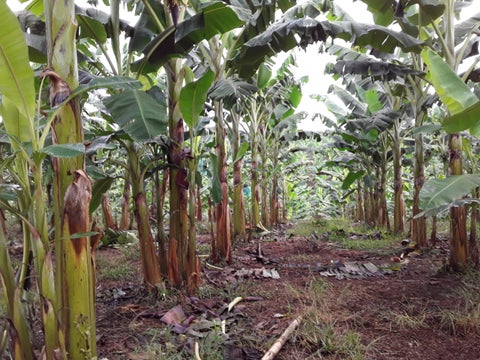 Los líderes productores están buscando los mecanismos para acceder al seguro de cosecha