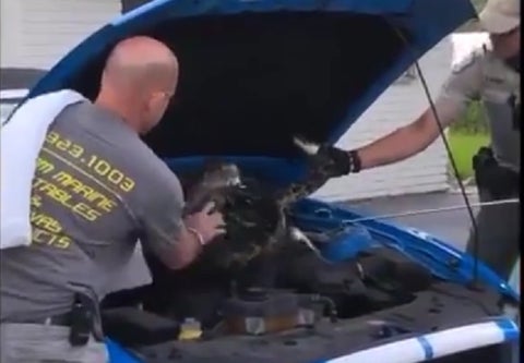 Pintón dentro de un Mustang