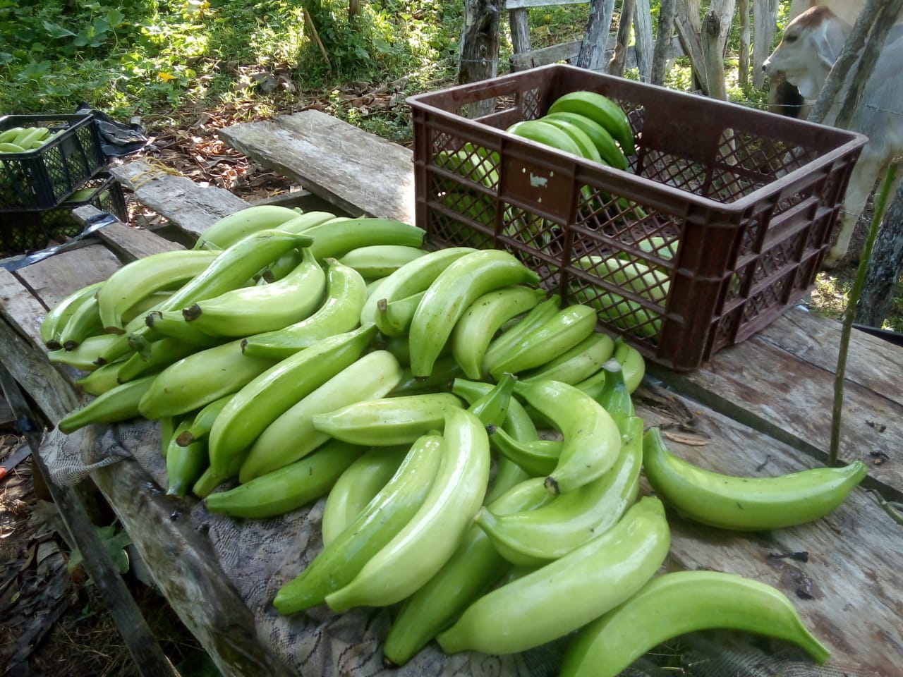 Los agricultores dicen que siguen trabajando a pérdida.